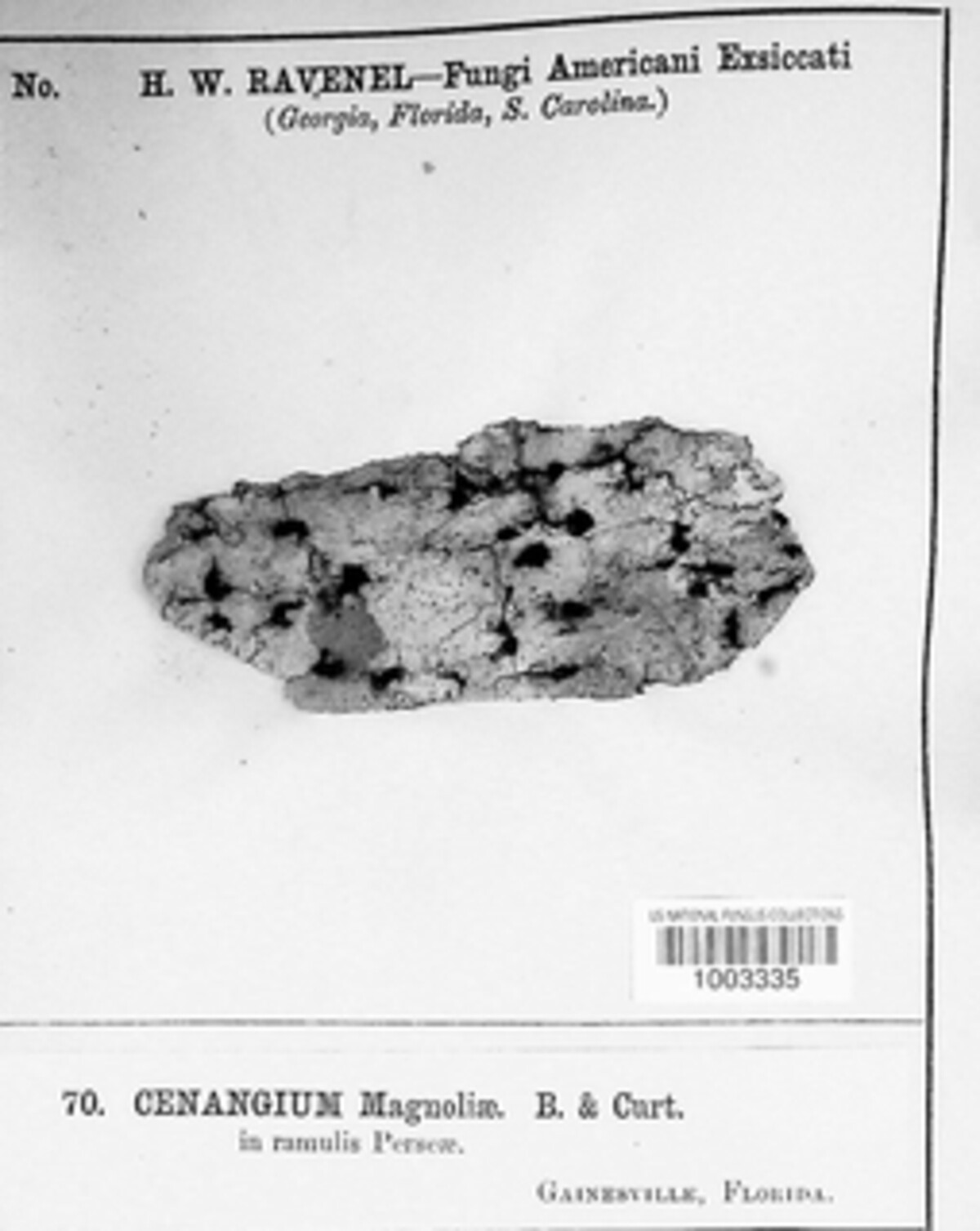 Dermatella magnoliae image